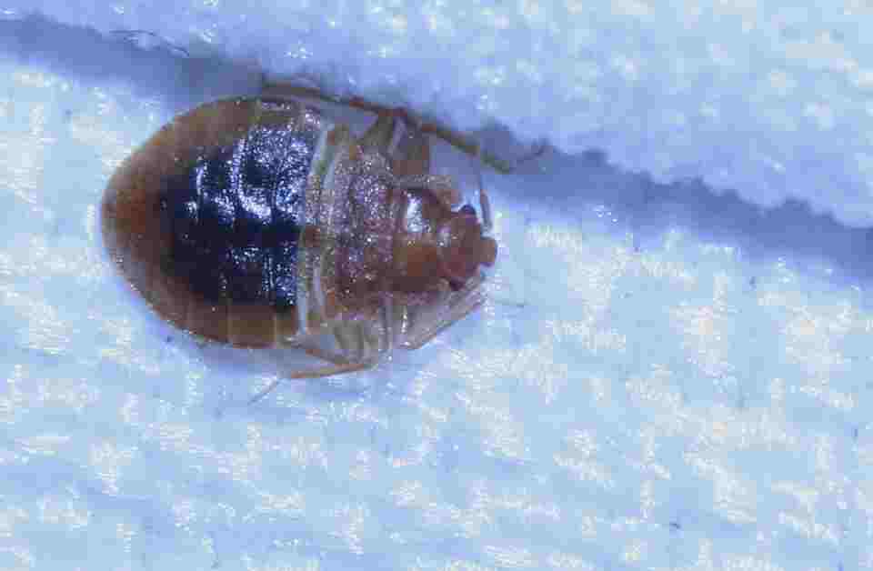 Bed Bug Adult